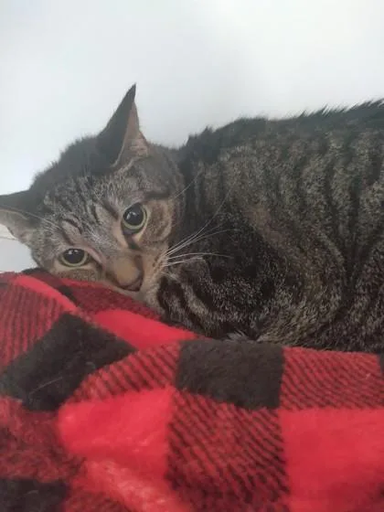 An adult medium-sized female Domestic Short Hair cat named Lyric for adoption in Palm Coast, FL