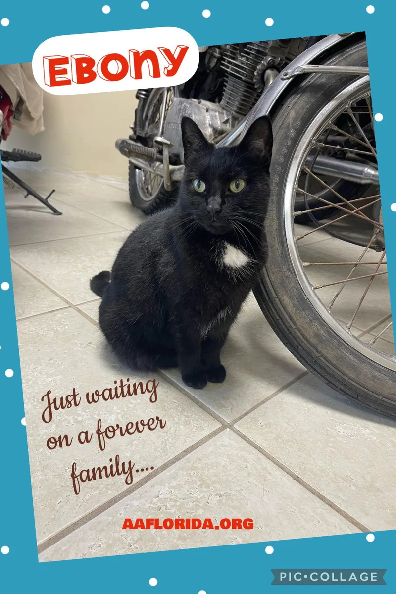 Ebony Cyd thumbnail 3