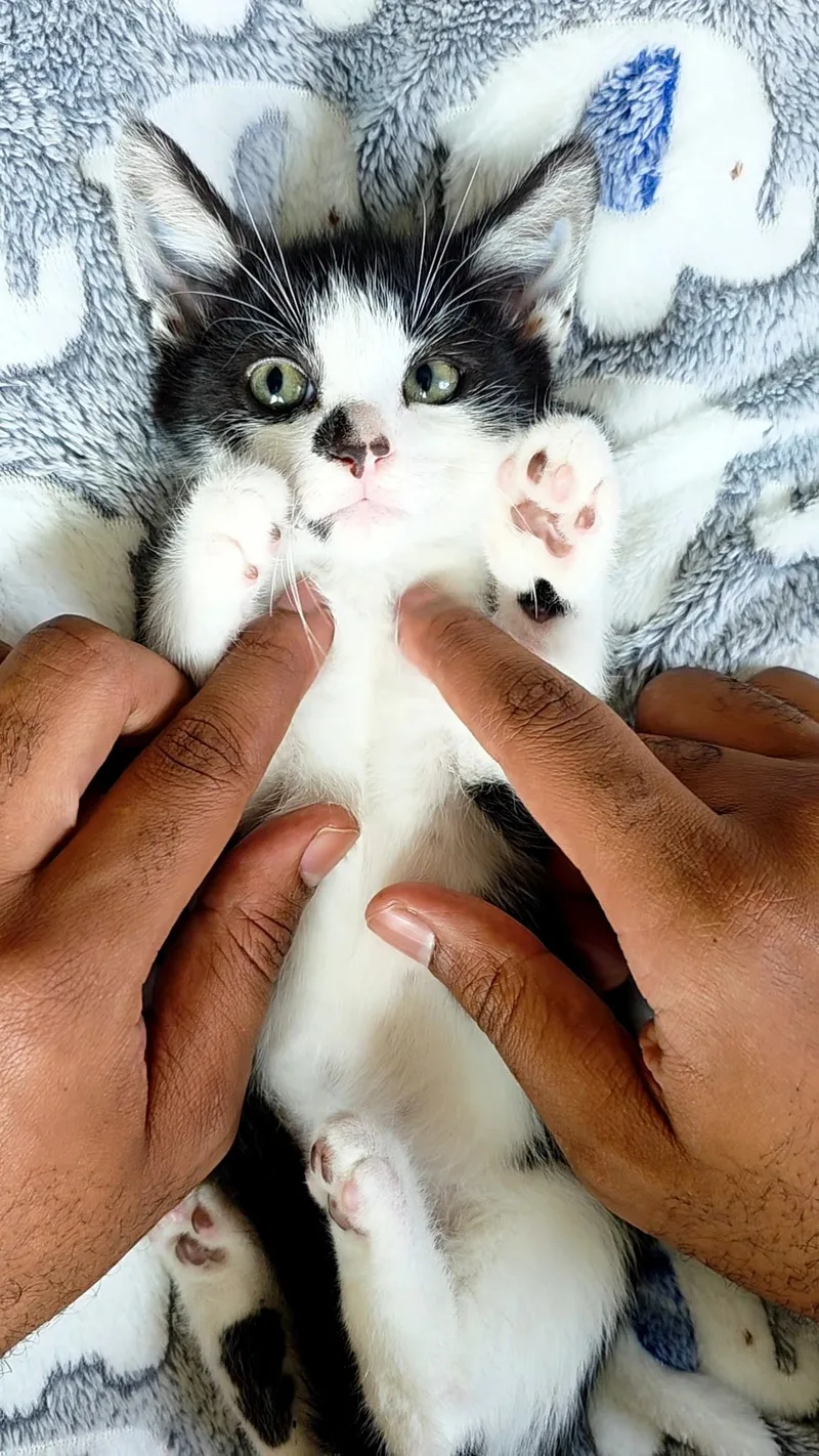A baby medium-sized male Black Domestic Short Hair cat named Tillie & Tyde for adoption in Beltsville, MD