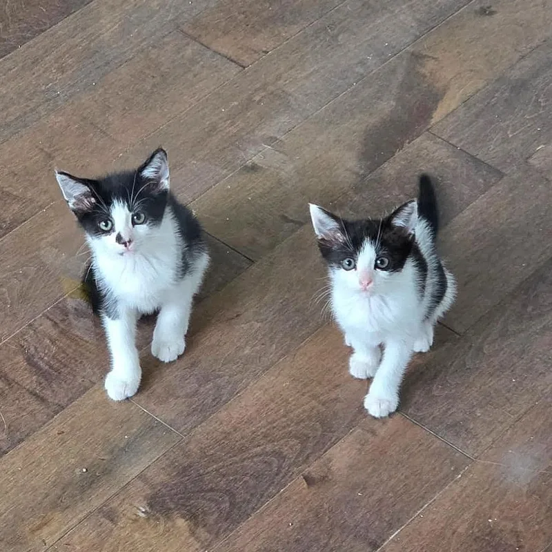Tillie & Tyde thumbnail 3