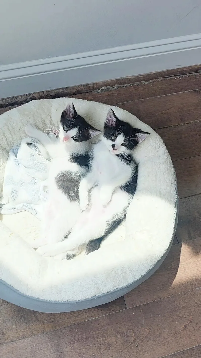 Tillie & Tyde thumbnail 6