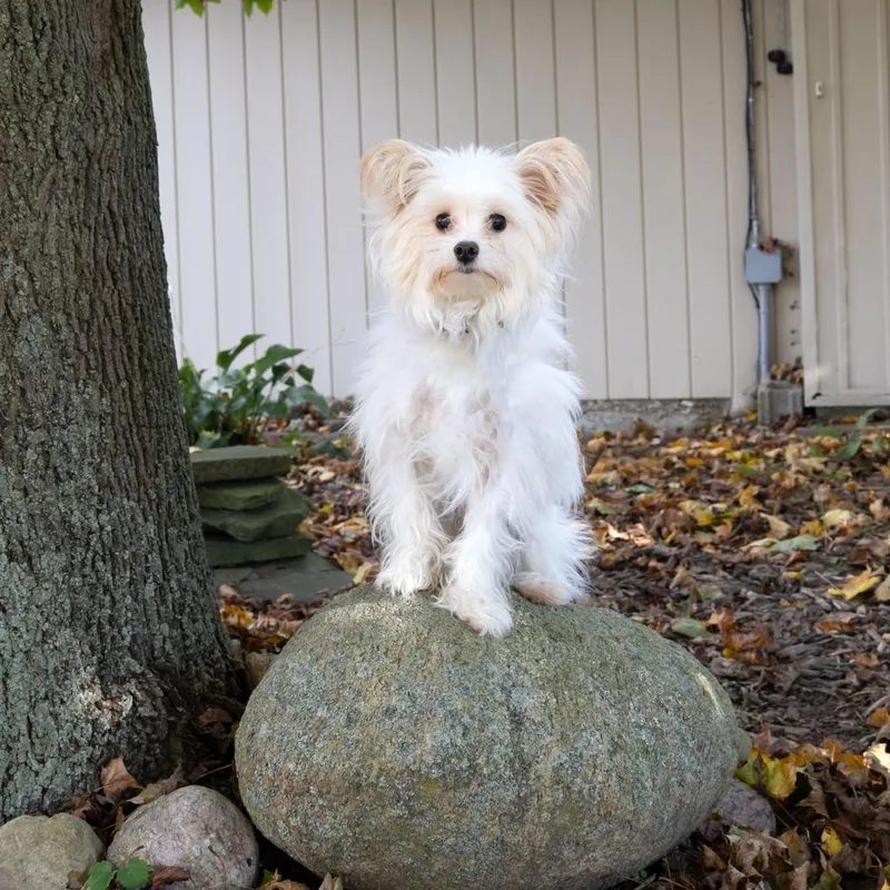 An adult small-sized male Shih Tzu dog named Jon Snow for adoption in McKean, PA