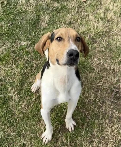 An adult medium-sized male Hound dog named Raphael for adoption in Knoxville, TN