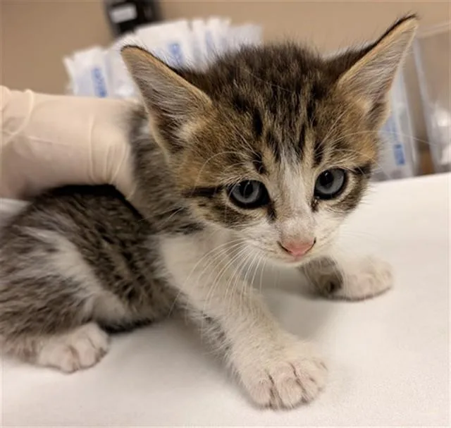 A baby small-sized male Domestic Short Hair cat named Right Shave for adoption in Rancho Cucamonga, CA
