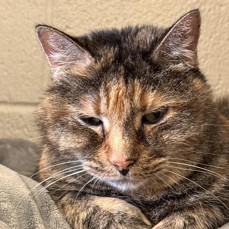An adult small-sized female Tortoiseshell Domestic Short Hair cat named Reese for adoption in Midland, TX