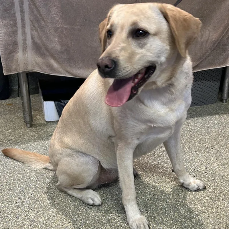 An adult medium-sized female Yellow / Tan / Blond / Fawn Yellow Labrador Retriever dog named IVHSStray for adoption in San Gabriel, CA