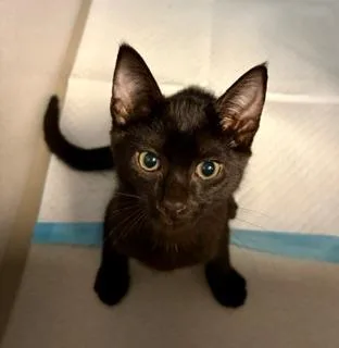 A baby small-sized female Black Domestic Short Hair cat named Cinder for adoption in Winter Haven, FL
