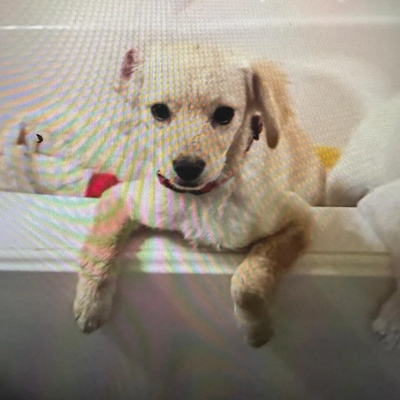 A young small-sized male Brown / Chocolate Terrier dog named Beau for adoption in Houston, TX