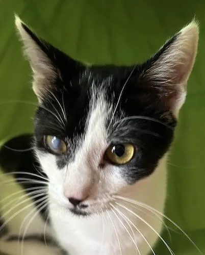 A baby medium-sized male Black & White / Tuxedo Domestic Short Hair cat named Jacintoq for adoption in North Highlands, CA