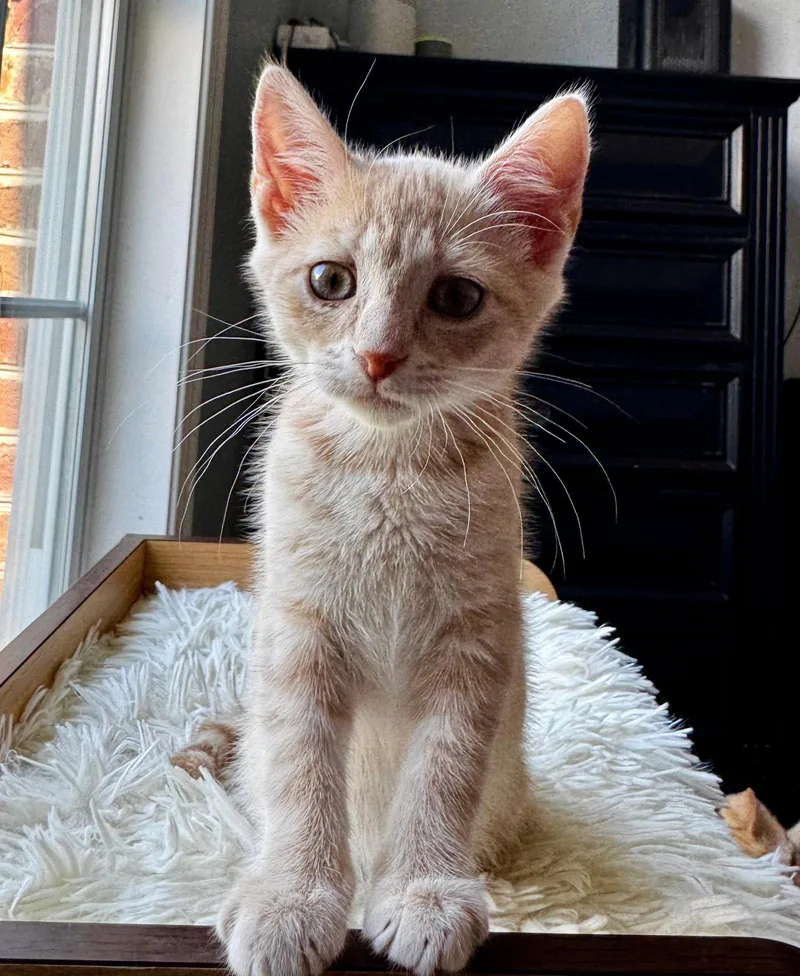 A baby medium-sized male Tabby cat named Hamilton for adoption in Greenville, DE