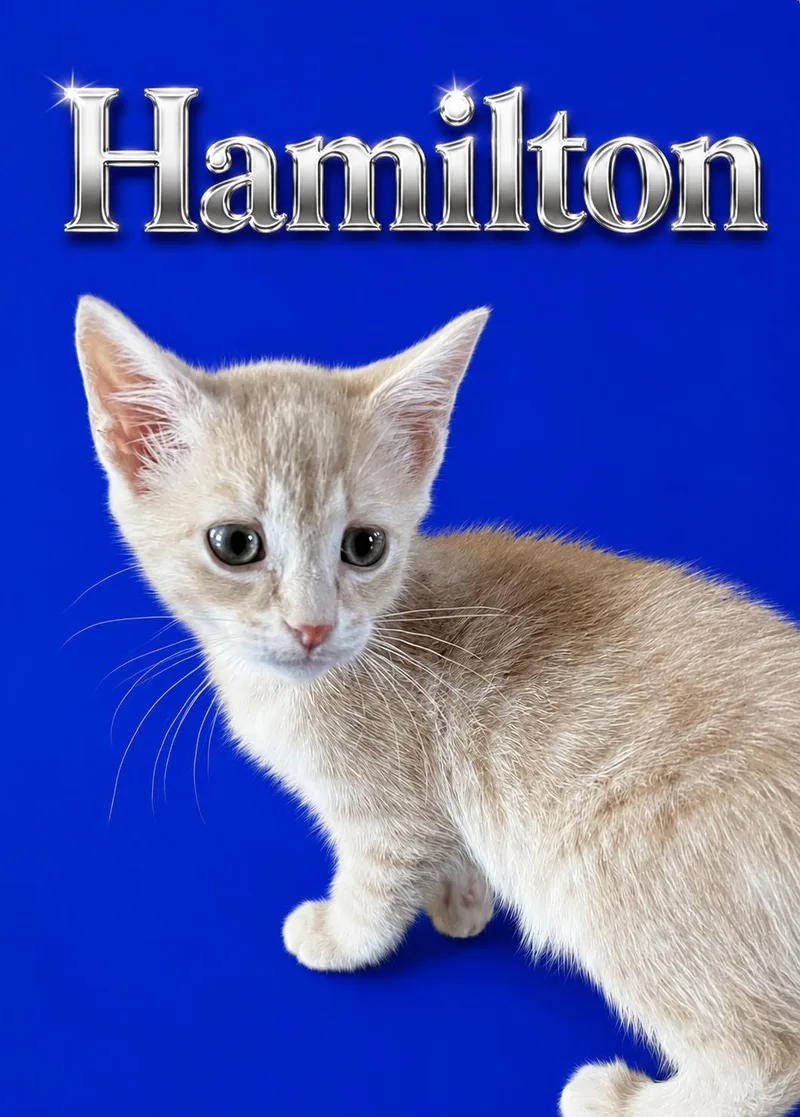 Hamilton thumbnail 2
