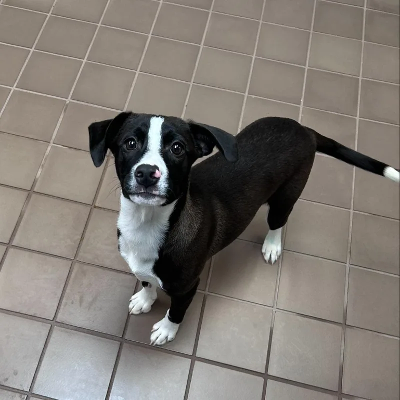 A baby small-sized male Black Mixed Breed dog named Chico for adoption in New York, NY