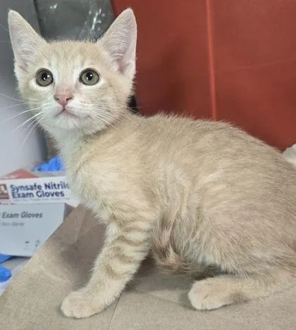 A baby small-sized male Domestic Short Hair cat named Dustin Henderson for adoption in Fresno, CA