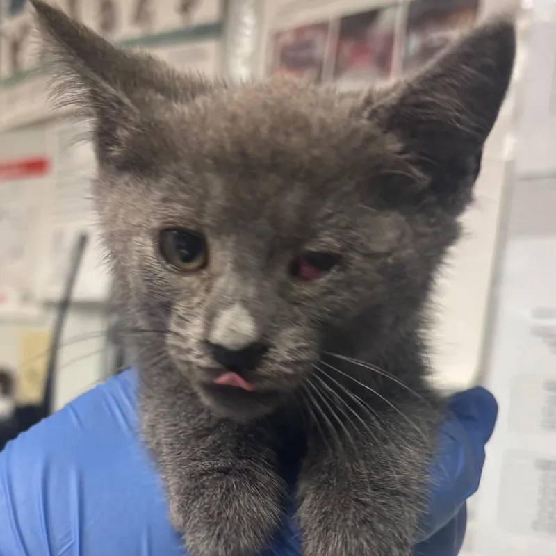 A baby small-sized female Gray / Blue / Silver Domestic Short Hair cat named Thea for adoption in Birdsboro, PA