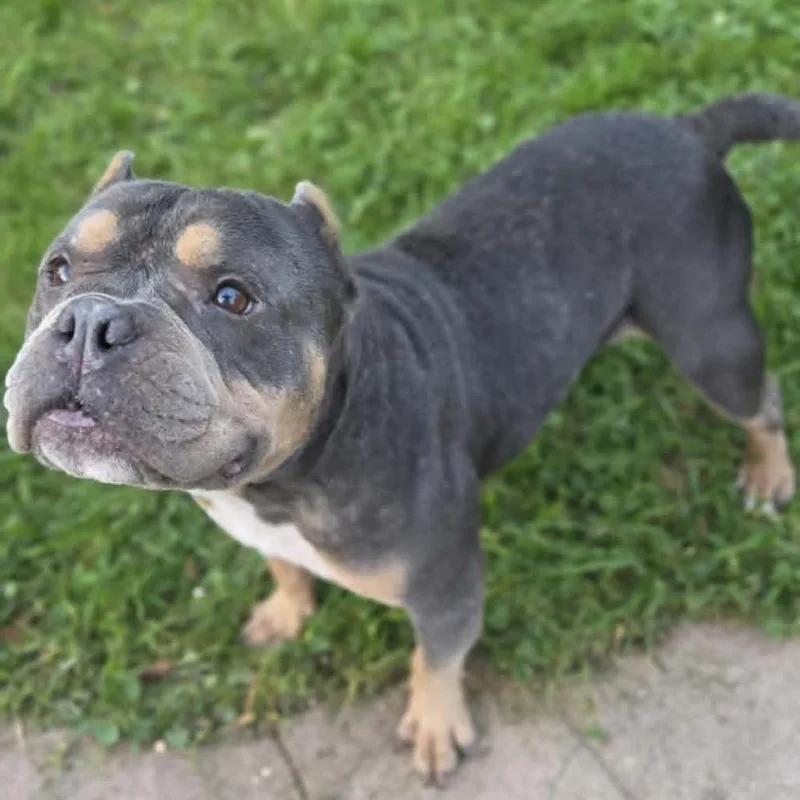 An adult medium-sized female Brown / Chocolate Pit Bull Terrier dog named Della for adoption in Alma, WI