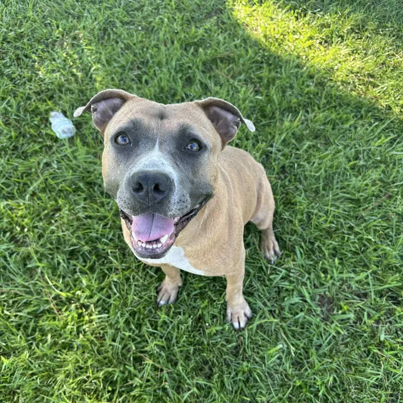 An adult medium-sized female Brown / Chocolate Mixed Breed dog named Aphrodite for adoption in Myrtle Beach, SC