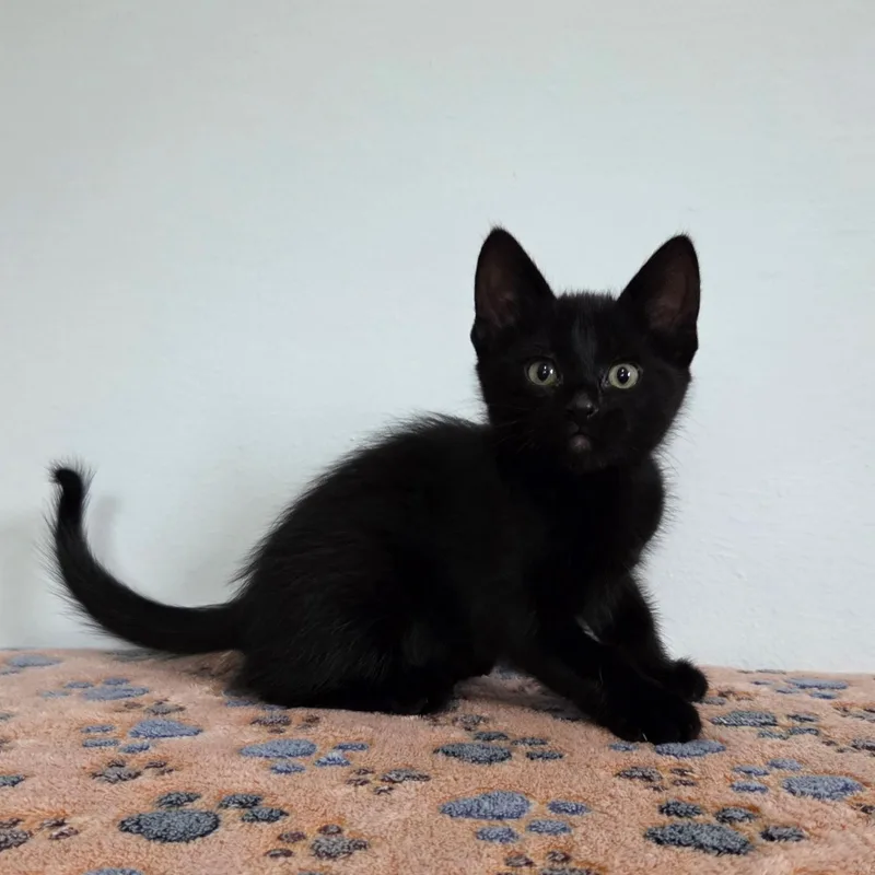 A baby medium-sized female Black Domestic Short Hair cat named Josephine for adoption in High Ridge, MO