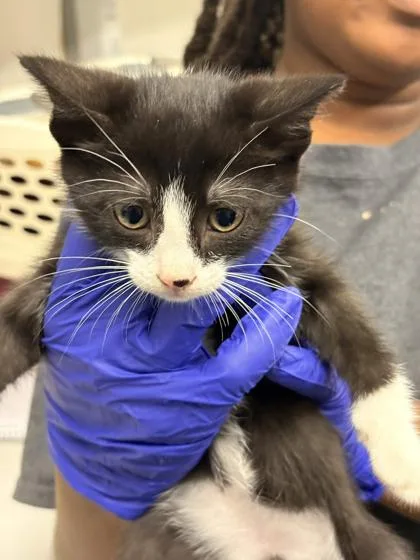 A baby small-sized male Domestic Short Hair cat named Reese for adoption in Memphis, TN