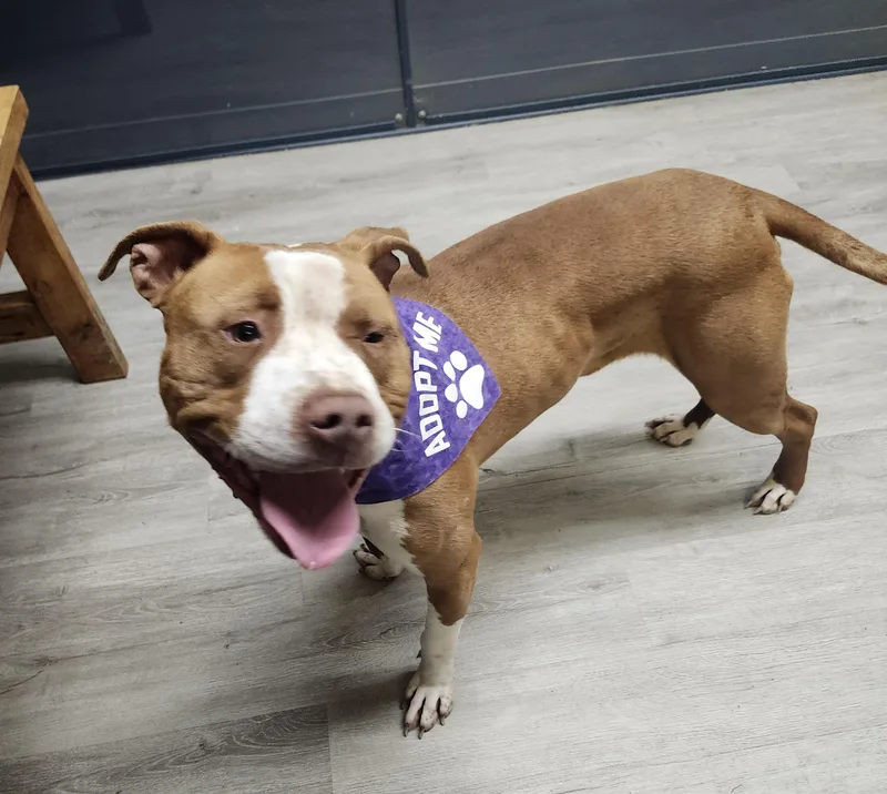 An adult large-sized male Red / Chestnut / Orange Pit Bull Terrier dog named Fezco for adoption in Mansfield, OH