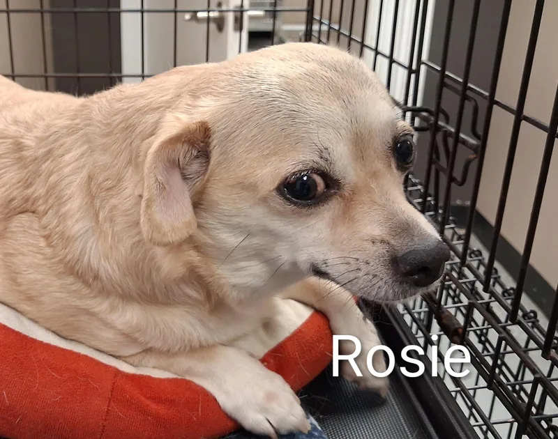 An adult small-sized female Yellow / Tan / Blond / Fawn Chihuahua dog named Rosie for adoption in Maynardville, TN