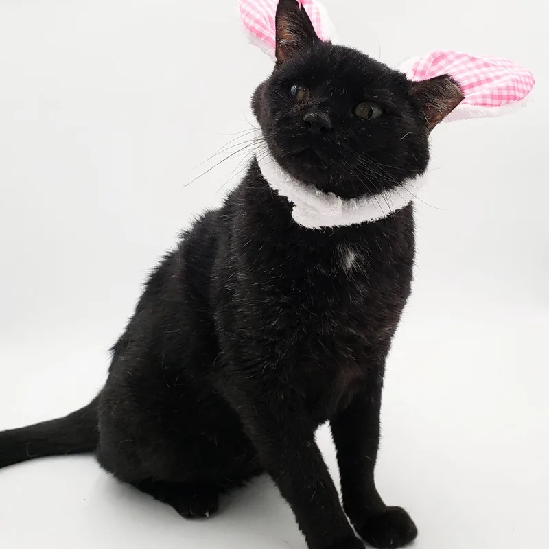 Cookie Cat thumbnail 2