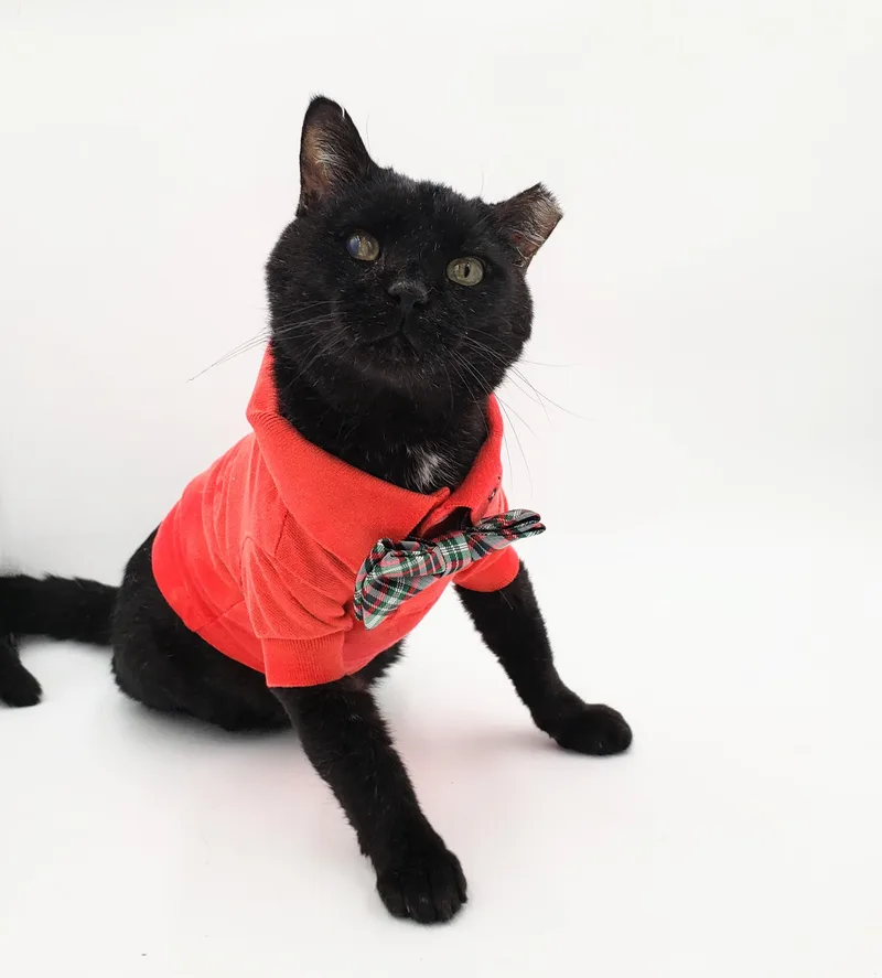 Cookie Cat thumbnail 3