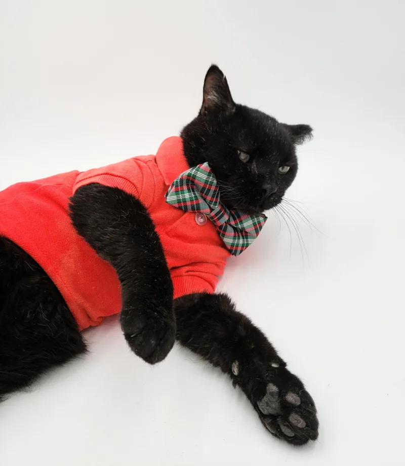 Cookie Cat thumbnail 4