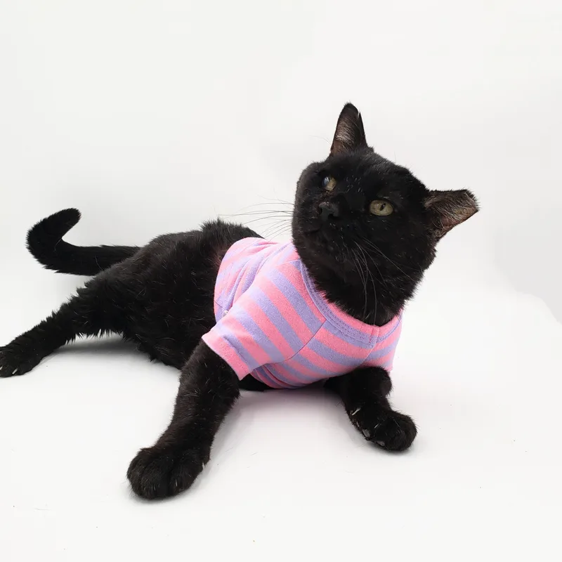 Cookie Cat thumbnail 6