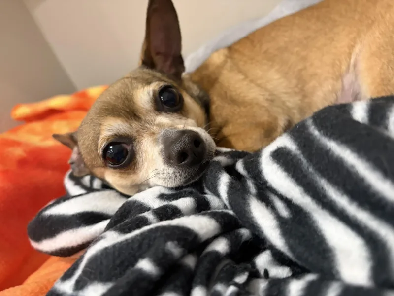 An adult small-sized female Yellow / Tan / Blond / Fawn Chihuahua dog named Dezzy for adoption in Breinigsville, PA