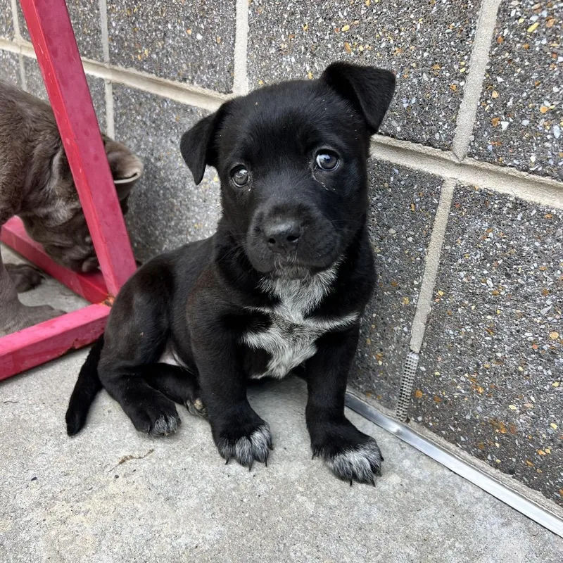 A baby small-sized female Black Pit Bull Terrier dog named Lucius for adoption in Chattanooga, TN