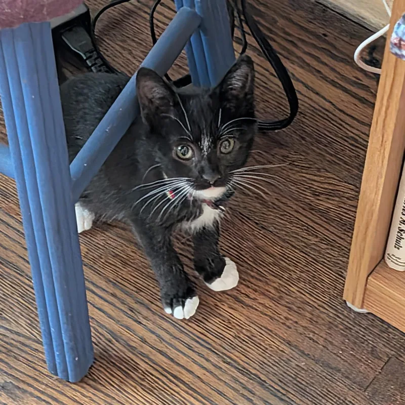A young medium-sized female Black & White / Tuxedo Tuxedo cat named Wlison  Energy abounds for adoption in Fountain Valley, CA