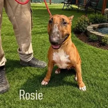 An adult medium-sized female Bull Terrier dog named Rosie for adoption in Palm Desert, CA