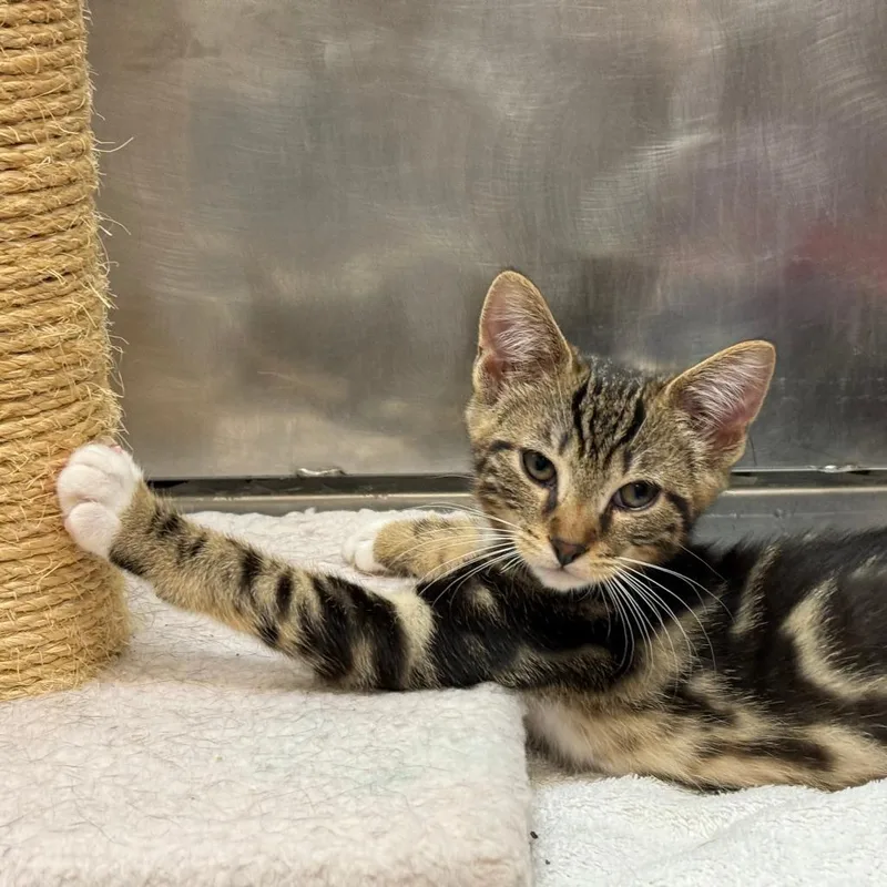 A baby small-sized male Brown / Chocolate Domestic Short Hair cat named Perch for adoption in Morrisville, VT