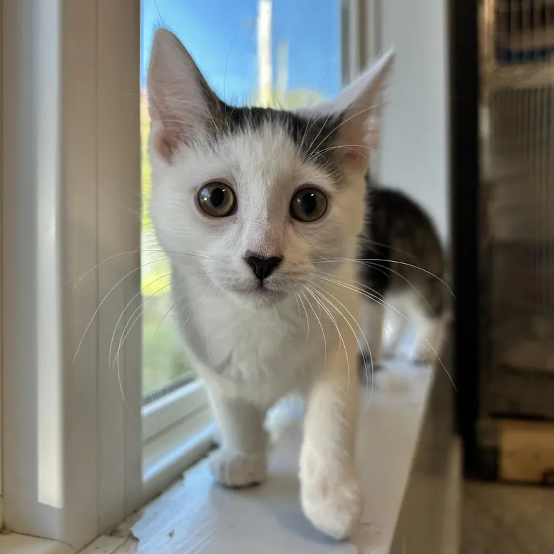 A baby small-sized male Tabby (Brown / Chocolate) Domestic Short Hair cat named Janus for adoption in North Haven, CT