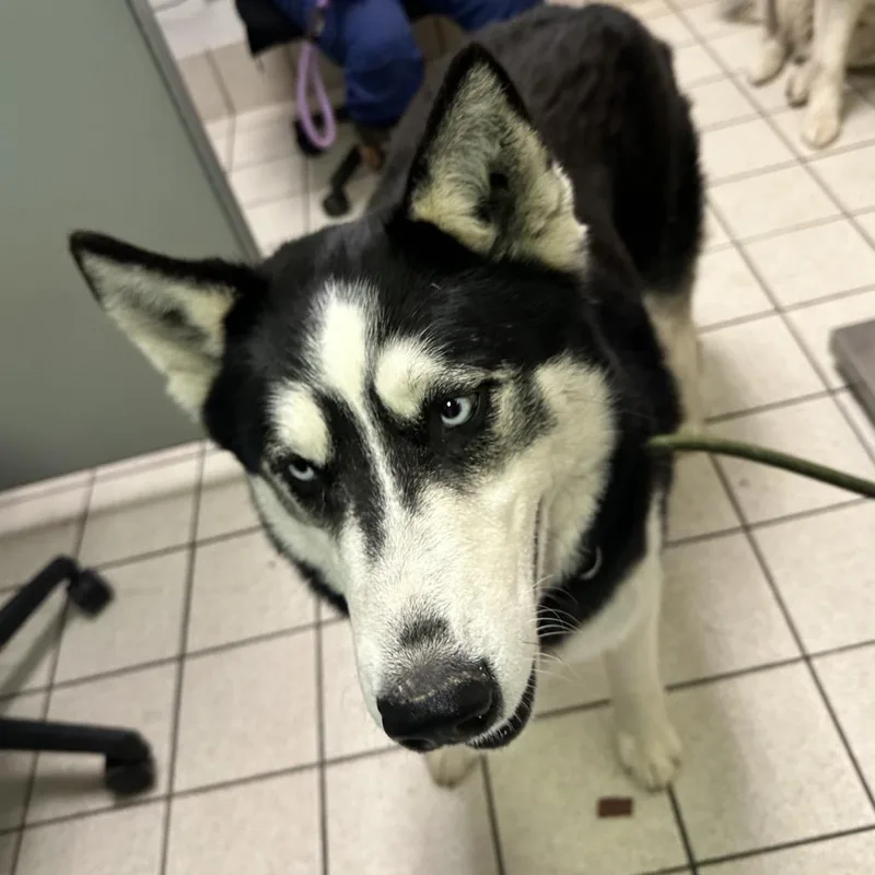 An adult large-sized male Black Mixed Breed dog named Canada's Shane Hollander for adoption in Charleston, WV