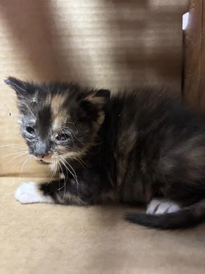 A baby small-sized female Black Domestic Short Hair cat named 60895568 for adoption in El Paso, TX