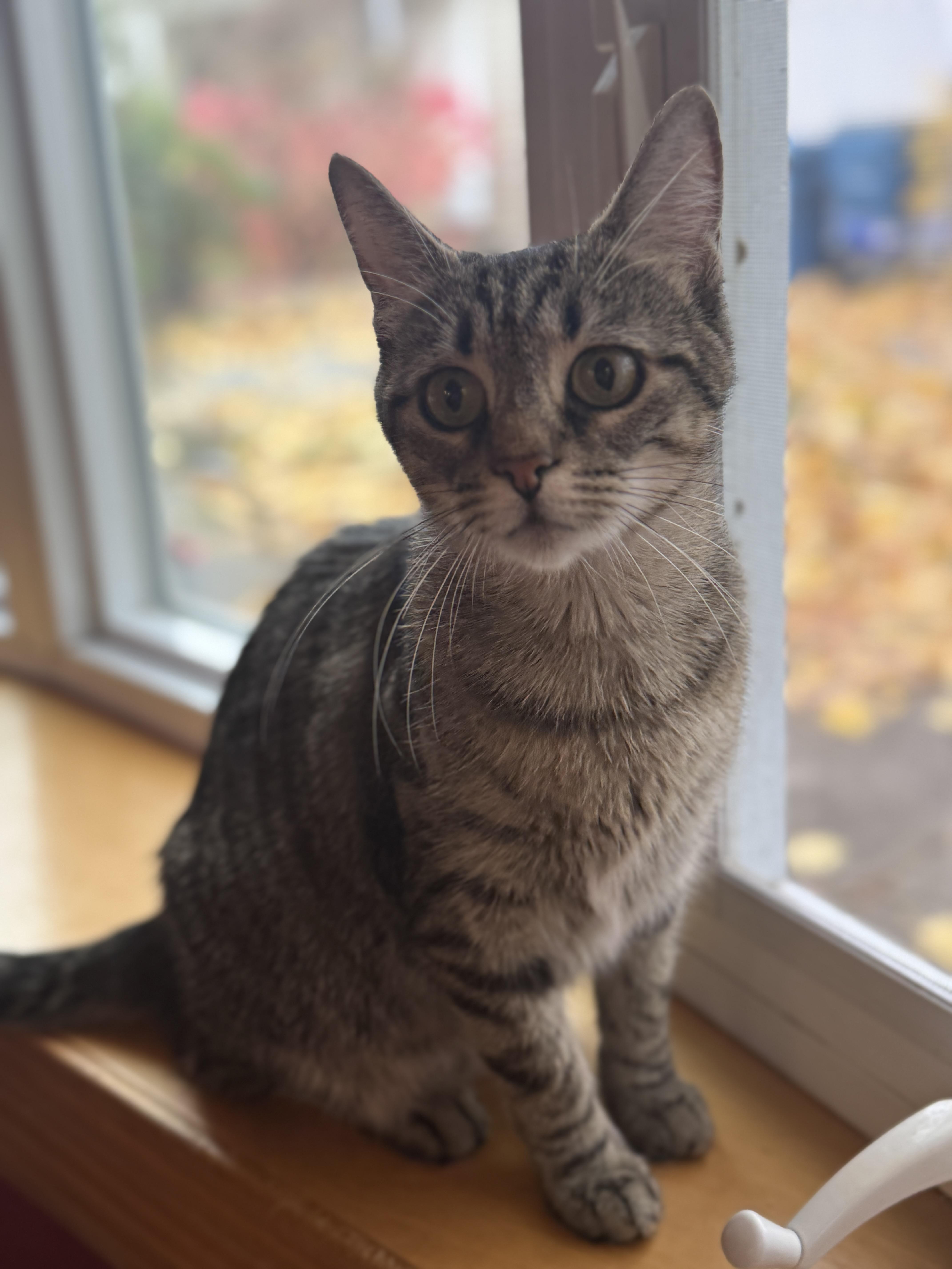 An adult small-sized female Domestic Short Hair cat named Gracie for adoption in Canton, MA