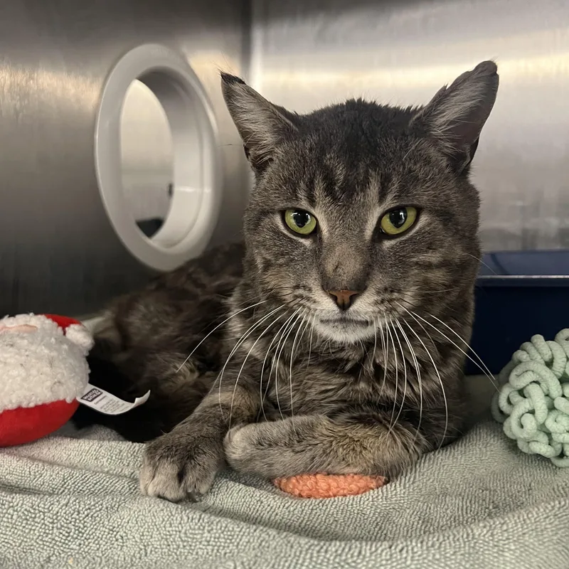 Werther's thumbnail 2