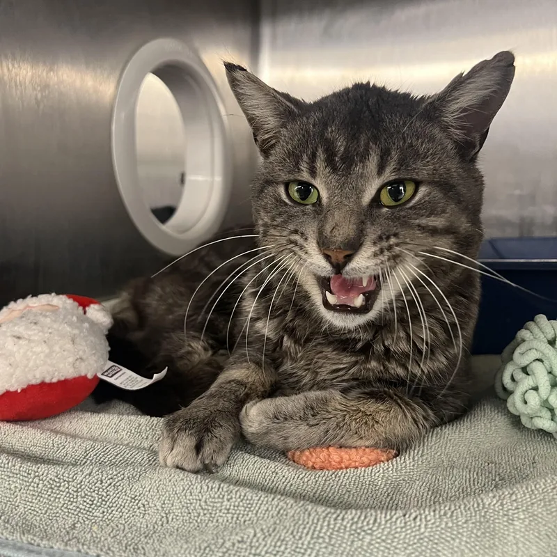 Werther's thumbnail 3