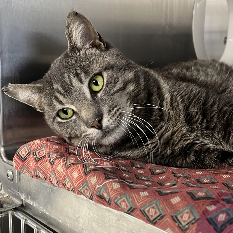 An adult large-sized male Domestic Short Hair cat named Werther's for adoption in Mount Pleasant, MI