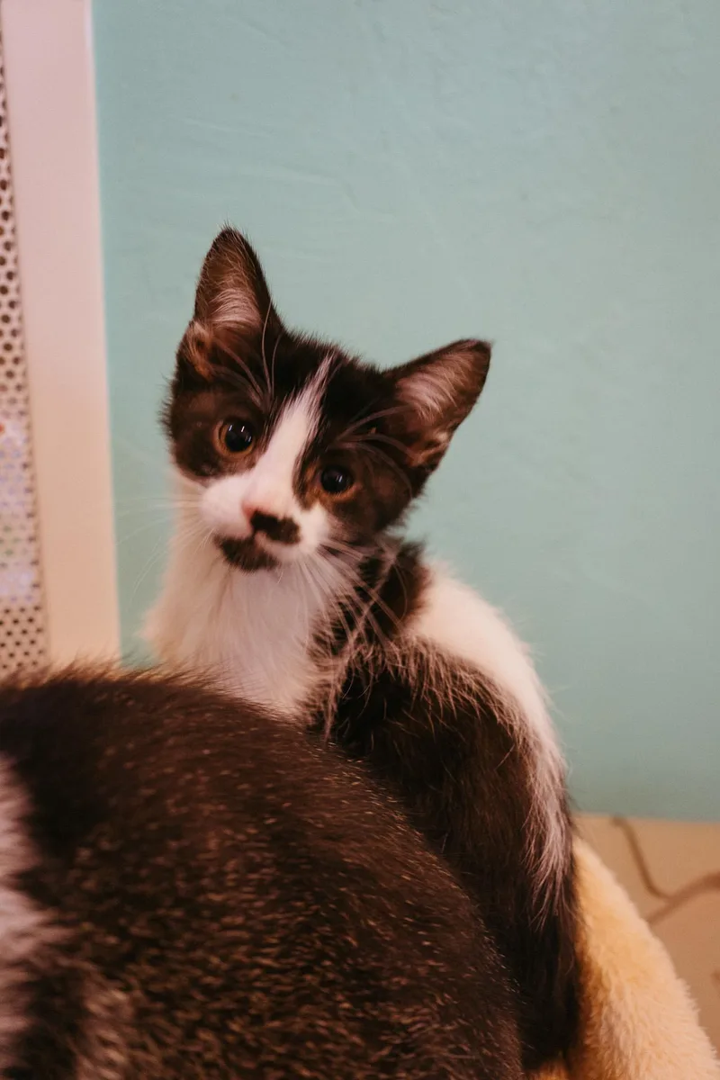 A baby medium-sized female Black & White / Tuxedo Domestic Short Hair cat named Moo for adoption in Jackson, WY