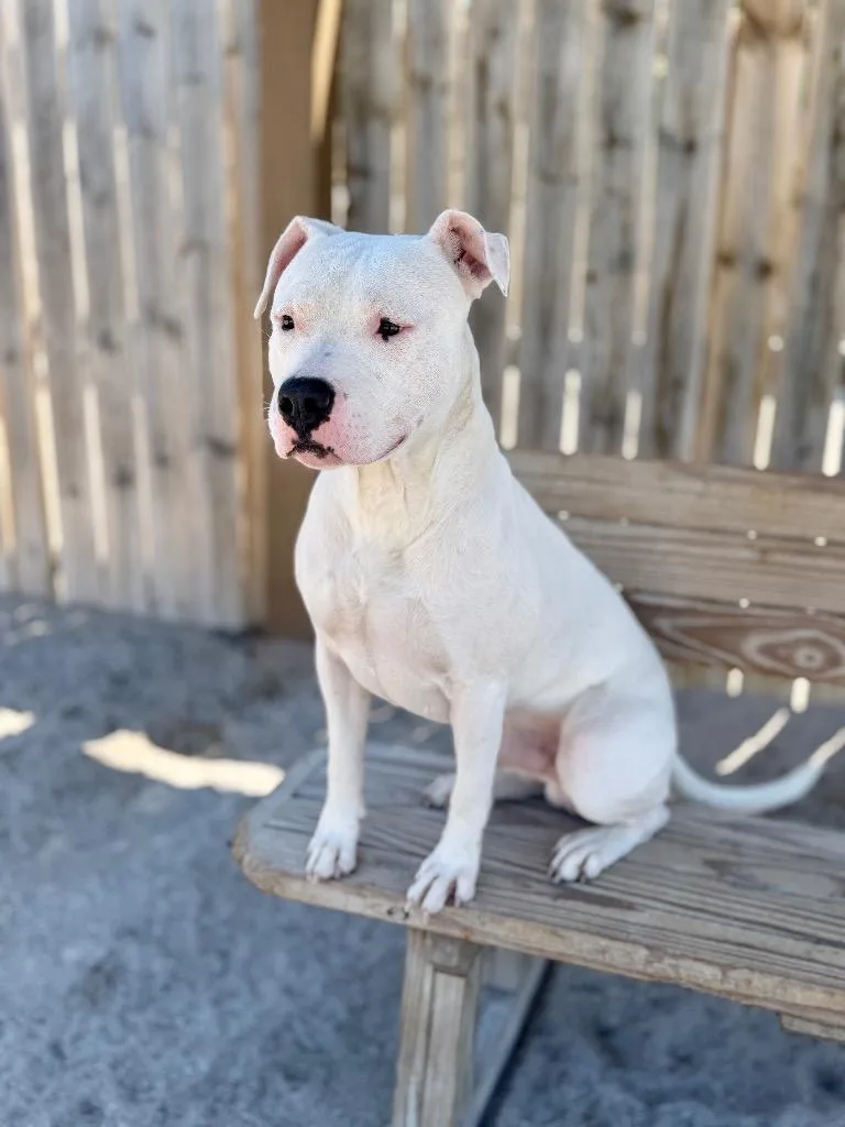 A young large-sized male American Bulldog dog named Birch for adoption in Muskegon, MI