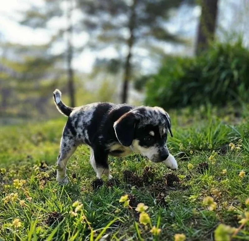 A baby medium-sized female Australian Shepherd dog named Cricket for adoption in Troy, IL