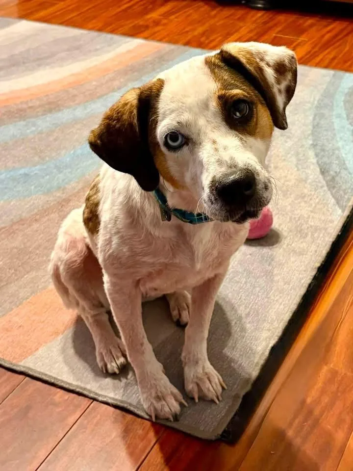 An adult medium-sized female Catahoula Leopard Dog dog named Summer for adoption in Berlin, NJ