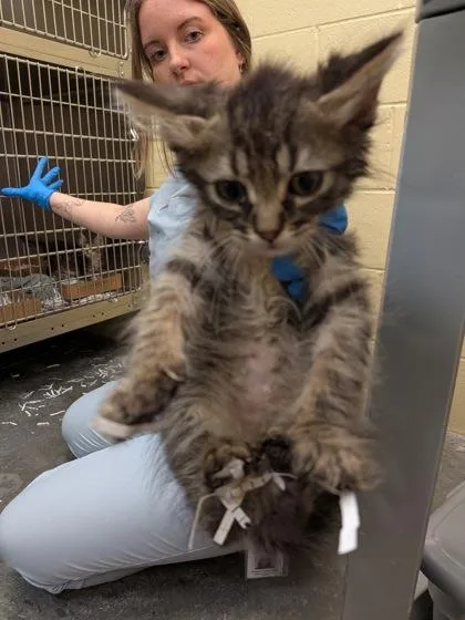 A baby small-sized female Domestic Short Hair cat named Nebula for adoption in Independence, MO
