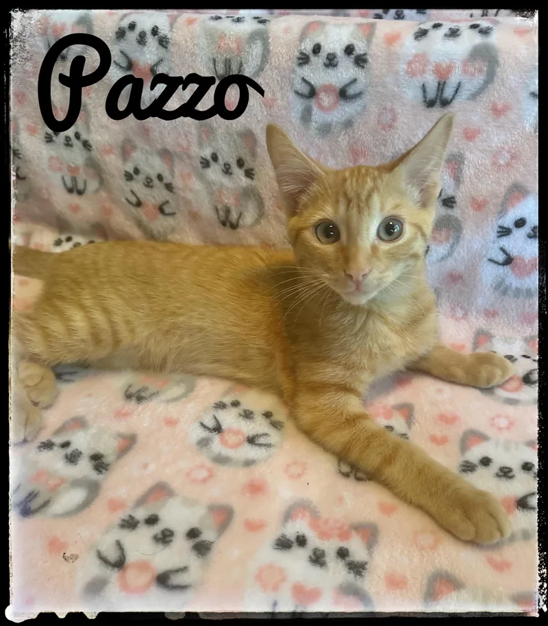Pazzo