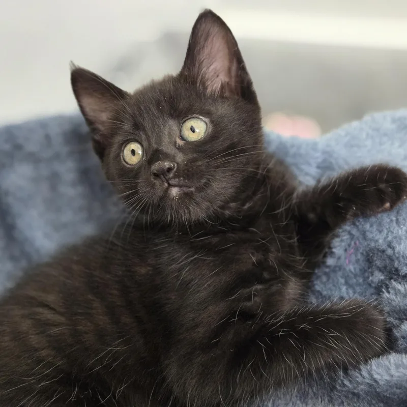 A baby medium-sized male Black Domestic Short Hair cat named Seamus for adoption in Tucker, GA