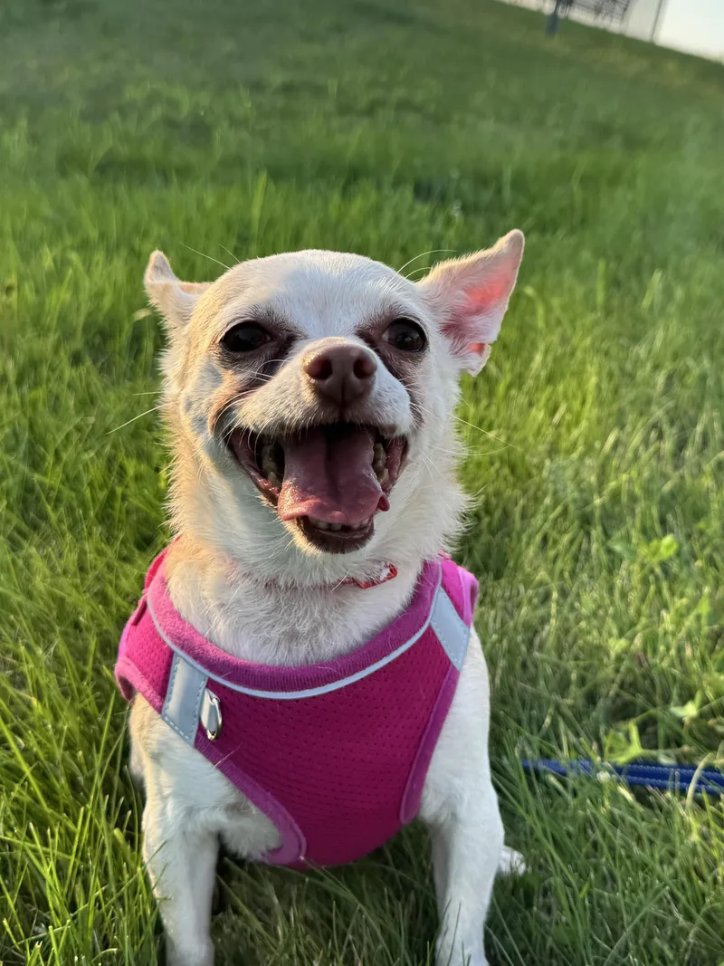 A senior small-sized female Apricot / Beige Chihuahua dog named Lilly for adoption in Stamford, CT