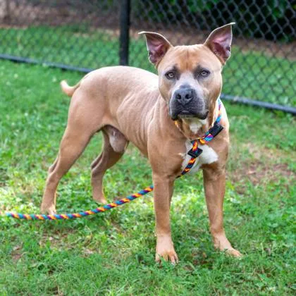 An adult large-sized male Mixed Breed dog named Gumball for adoption in Chamblee, GA