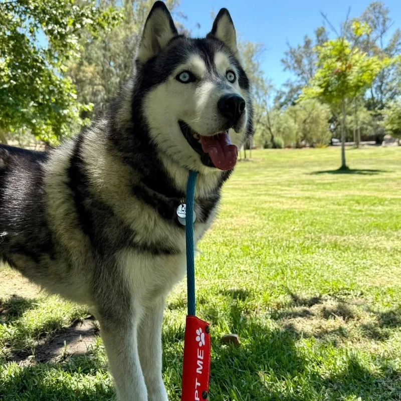 An adult large-sized male Gray / Blue / Silver Siberian Husky dog named Rocko Rooster for adoption in Ramona, CA